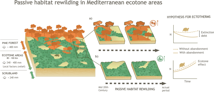 Alternative vegetation trajectories through passive habitat rewilding: opposite effects for animal conservation