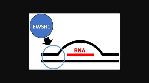 Ewing Sarcoma Related protein 1 recognizes R-loops by binding DNA forks