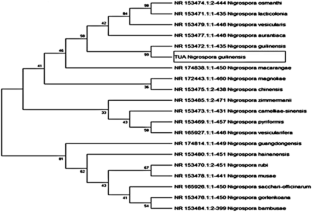 Selenium Nanoparticles Synthesized and Stabilized by Fungal Extract Exhibit Enhanced Bioactivity