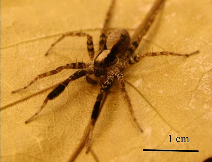 Background contrast affects detection and recognition of courting wolf spiders by intended and unintended receivers