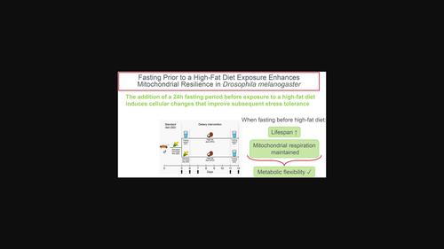 Fasting as a precursor to high-fat diet enhances mitochondrial resilience in Drosophila melanogaster.