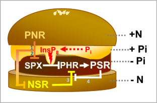 Reviewing impacts of biotic and abiotic stresses on the regulation of phosphate homeostasis in plants.