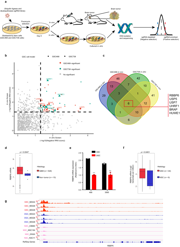 RBBP6 maintains glioblastoma stem cells through CPSF3-dependent alternative polyadenylation.