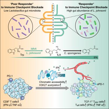 Microbial metabolite enhances immunotherapy efficacy by modulating T cell stemness in pan-cancer.