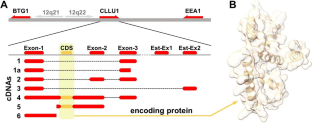 CLLU1 as an emerging biomarker in chronic lymphoid leukemia.