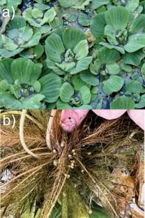 Seeds of Pistia stratiotes L. (water lettuce) in the paleo-sediments of Lake Annie, Florida