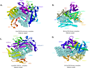 CRISPR–Cas13d in plant biology: an insight