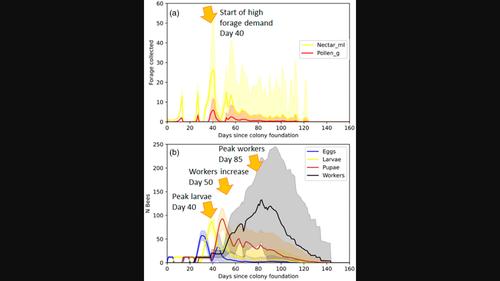 Resource gaps pose the greatest threat for bumblebees during the colony establishment phase