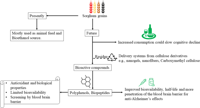 Nutrients and polyphenols-rich Sorghum bicolor genotypes as complementary therapy for Alzheimer’s disease