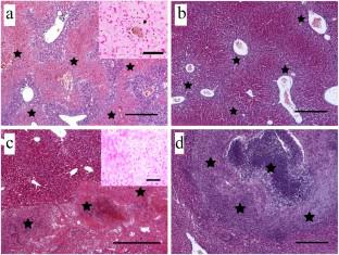 Organ Frame Elements or Free Intercellular Gel-Like Matrix as Necessary Conditions for Building Organ Structures during Regeneration