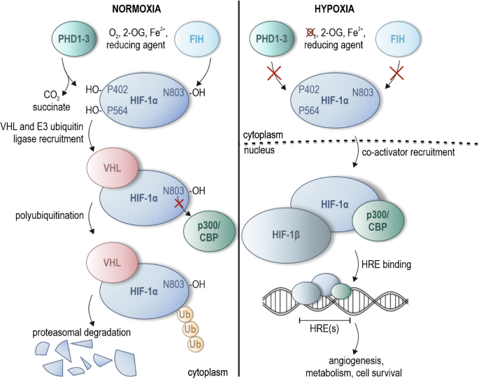 PHD1-3 oxygen sensors in vivo-lessons learned from gene deletions.