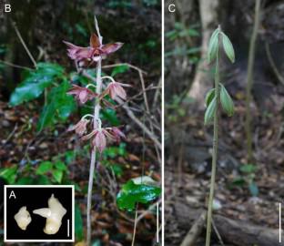 Partial mycoheterotrophy in the leafless orchid Eulophia zollingeri specialized on wood-decaying fungi.