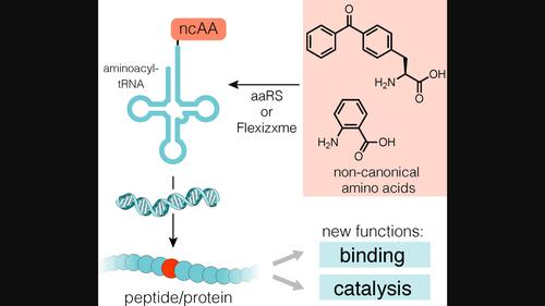 Non‐Canonical Amino Acids for Engineering Peptides and Proteins with new Functions