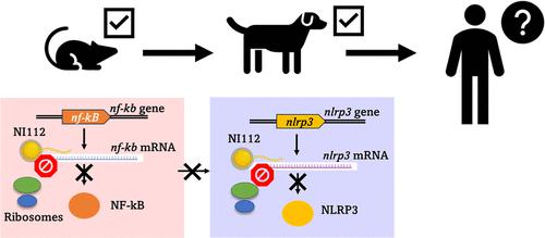 Large- and Small-Animal Studies of Safety, Pharmacokinetics, and Biodistribution of Inflammasome-Targeting Nanoligomer in the Brain and Other Target Organs