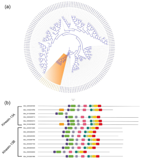 Genome-wide identification of the key kinesin genes during fiber and boll development in upland cotton (Gossypium hirsutum L.).