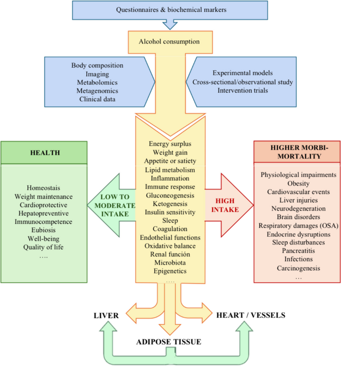 Alcohol Drinking Impacts on Adiposity and Steatotic Liver Disease: Concurrent Effects on Metabolic Pathways and Cardiovascular Risks.