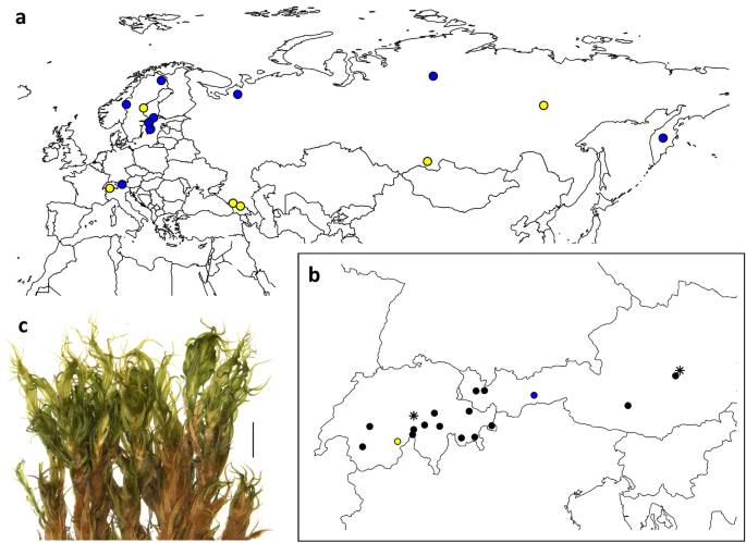 Morphological, genetic and ecological divergence in near-cryptic bryophyte species widespread in the Holarctic: the Dicranum acutifolium complex (Dicranales) revisited in the Alps.