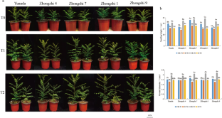 Physiological and transcriptome analysis provided insights for the response of yellowhorn to drought stress