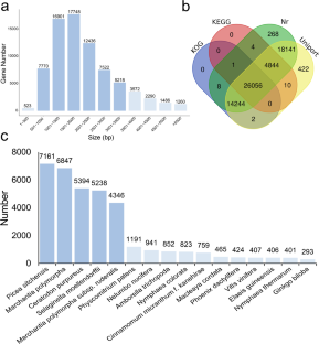 Full-length transcriptome analysis of Ophioglossum vulgatum: effects of experimentally identified chloroplast gene clusters on expression and evolutionary patterns.