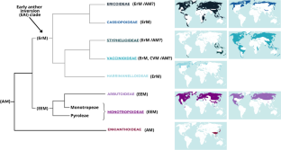 Mycorrhizas in South American Ericaceae.