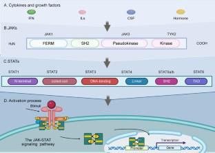 Mechanisms and therapeutic prospect of the JAK-STAT signaling pathway in liver cancer.