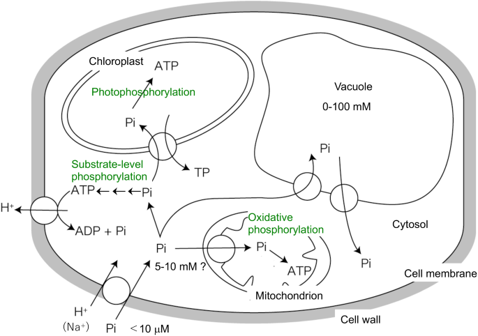 Phosphate environment and phosphate uptake studies: past and future.