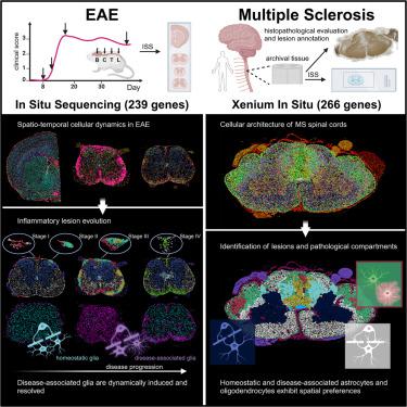 Cellular architecture of evolving neuroinflammatory lesions and multiple sclerosis pathology.