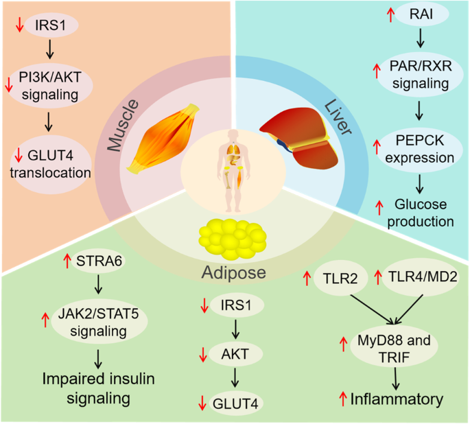 Retinol binding protein 4 and type 2 diabetes: from insulin resistance to pancreatic β-cell function.