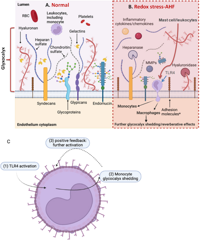 Impairment of Vascular Homeostasis in Acute Heart Failure: Enter the Monocyte?