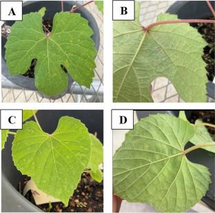 Mining of differentially expressed genes from Korean wild grapes responding to grapevine leaf rust pathogen (Phakopsora euvitis) infection