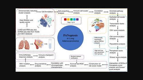 Exploration of the prognostic prediction value of the PANoptosis-based risk score and its correlation with tumor immunity in lung adenocarcinoma