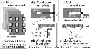 Drivers of intra-individual spatial variability in methane emissions from tree trunks in upland forest