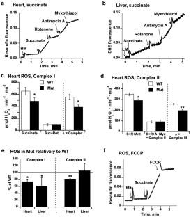 Enhanced ROS Production in Mitochondria from Prematurely Aging mtDNA Mutator Mice