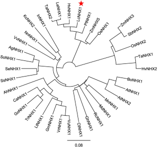 Isolation and Functional Analysis of Na+/H+ Antiporter Gene (LcNHX1) from Leymus chinensis