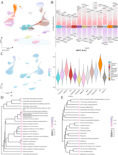 Identification of a novel ADCC-related gene signature for predicting the prognosis and therapy response in lung adenocarcinoma.