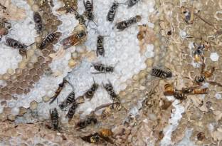 Social parasitism behavior between two species of edible wasps in China