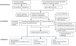 Identification and validation of cuproptosis-related genes for diagnosis and therapy in nonalcoholic fatty liver disease.