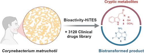 Characterization of Chemical Interactions between Clinical Drugs and the Oral Bacterium, Corynebacterium matruchotii, via Bioactivity-HiTES