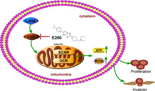 Lactate dehydrogenase A is implicated in the pathogenesis of B-cell lymphoma through regulation of the FER signaling pathway.