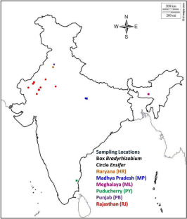 The invasive mimosoid legume Dichrostachys cinerea (L.) Wight & Arn is nodulated by diverse strains of Ensifer and Bradyrhizobium in different agroclimatic regions of India