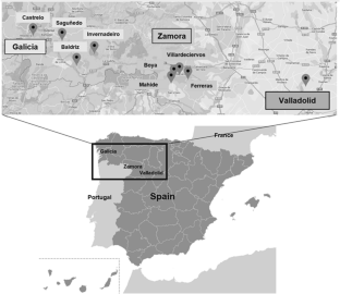 Iberian wolf’s diet and its quality during breeding season: exploring the influence of zone, wolf groups, prey availability and individual factors