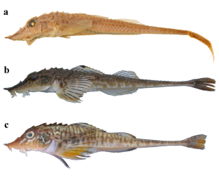 Podothecus hamlini: redescription, distribution and differences from P. veternus (Perciformes: Cottoidei: Agonidae)