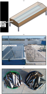 Innovative Insights into Solar Drying of Kola Fish: Mechanisms, Modeling, and Optimization