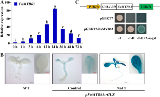 Overexpression of transcription factor FaMYB63 enhances salt tolerance by directly binding to the SOS1 promoter in Arabidopsis thaliana.