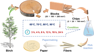 Holocellulose fibers and paper from birch based on peracetic acid treatment