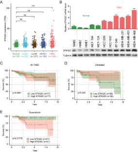 STK32C modulates doxorubicin resistance in triple-negative breast cancer cells via glycolysis regulation.