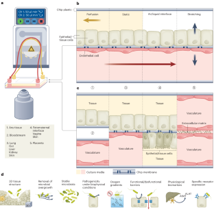 Organ-on-chip models for infectious disease research