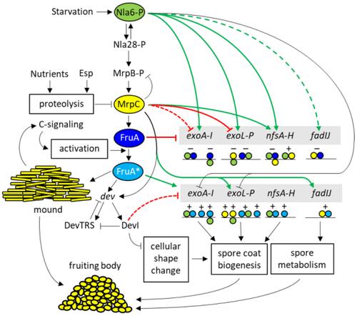 Regulation of late-acting operons by three transcription factors and a CRISPR-Cas component during Myxococcus xanthus development.