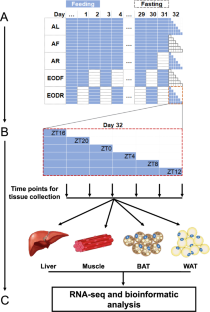 Intermittent fasting shifts the diurnal transcriptome atlas of transcription factors.