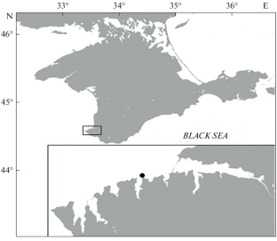 Finding of the European Hake Merluccius merluccius (Merlucciidae) off the Black Sea Shore of Crimea